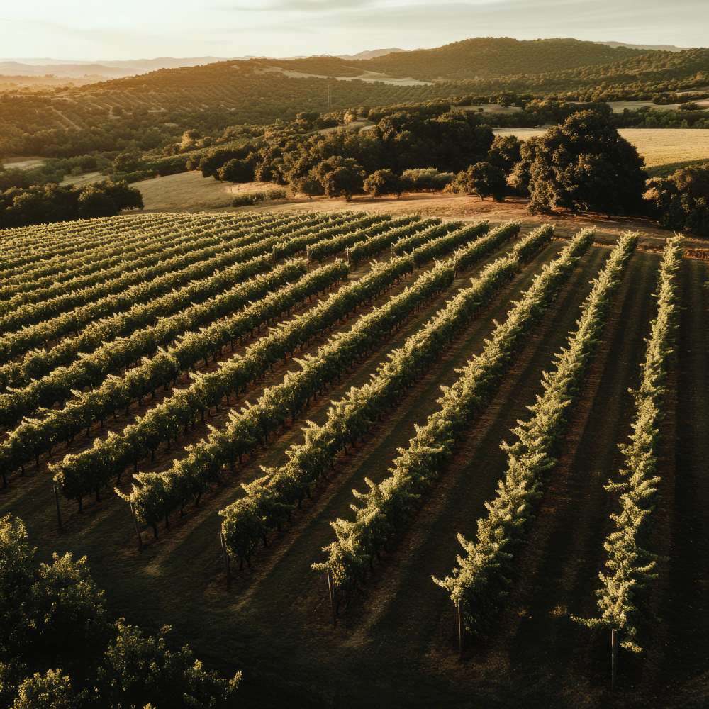 Vignes de production de Crémant