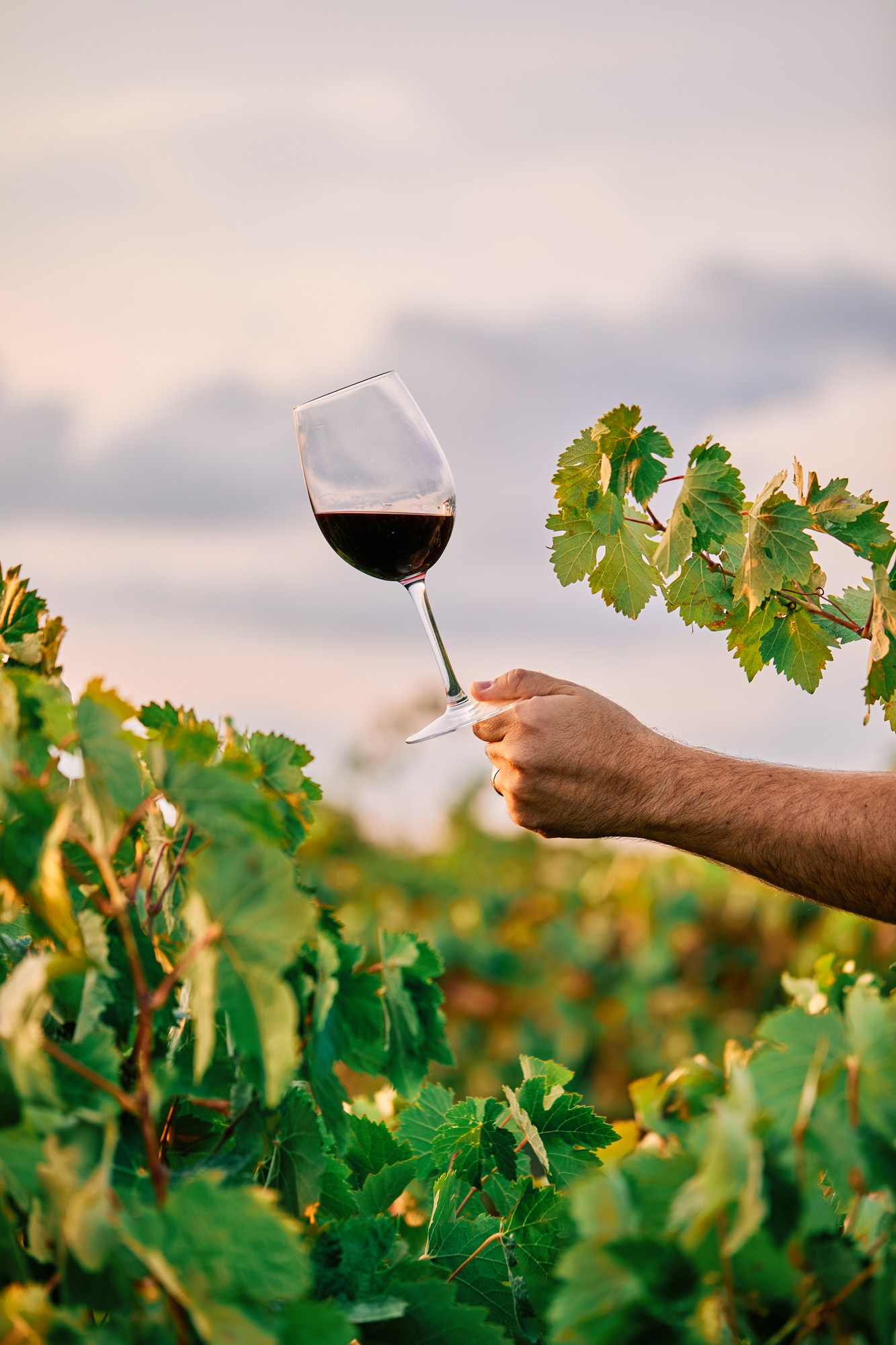 Producteurs de vin à Tours